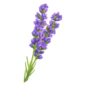 Lavendel